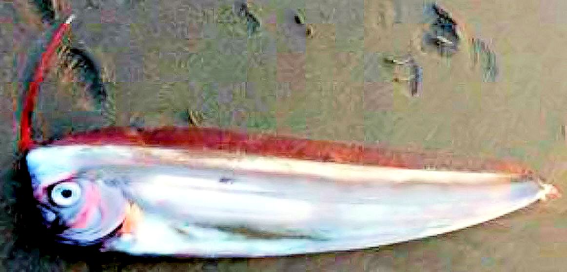 Lophotus lacepede04.jpg